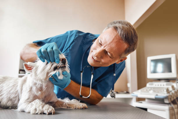 Best Urgent Dental Care for Toothache in Pine Ridge, SC